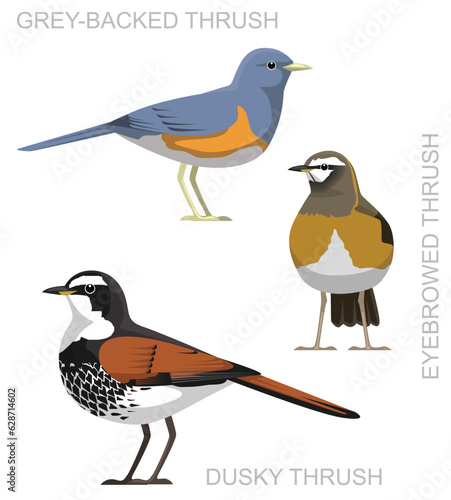 Cute Bird Dusky Thrush Set Cartoon Vector