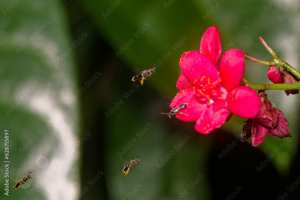 Close up of bees approaching a red flower Close up of bees approaching a red flower