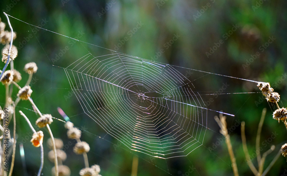 A spider web strung between scrub bushes.