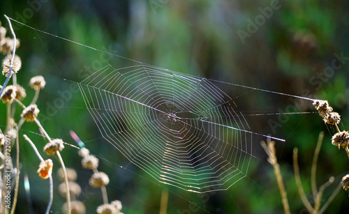 A spider web strung between scrub bushes.