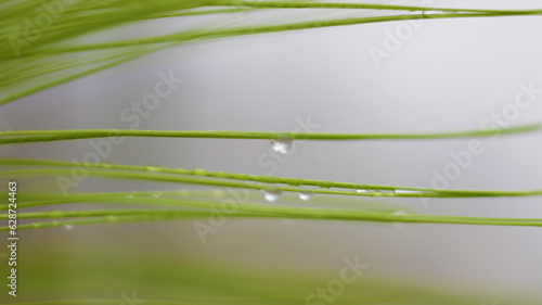 water drops on green leaf photo