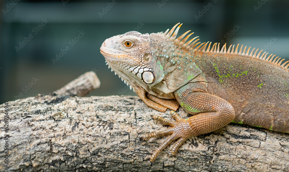 lizard, animal, green lizard with blur background lizard, animal, green lizard with blur background