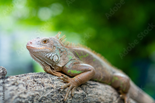 lizard  animal  green lizard with blur background