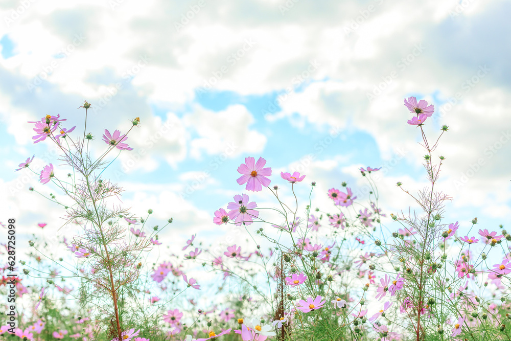 ピンク色の秋桜畑|ローアングル ピンク色の秋桜畑|ローアングル