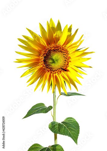 Isolated Blooming Sunflower