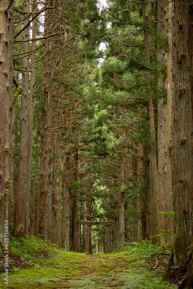 Obraz premium 鳥居_隠津島神社
