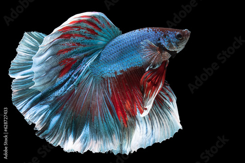 Bright blue betta fish gleams like a radiant sapphire on the striking canvas of a black background.