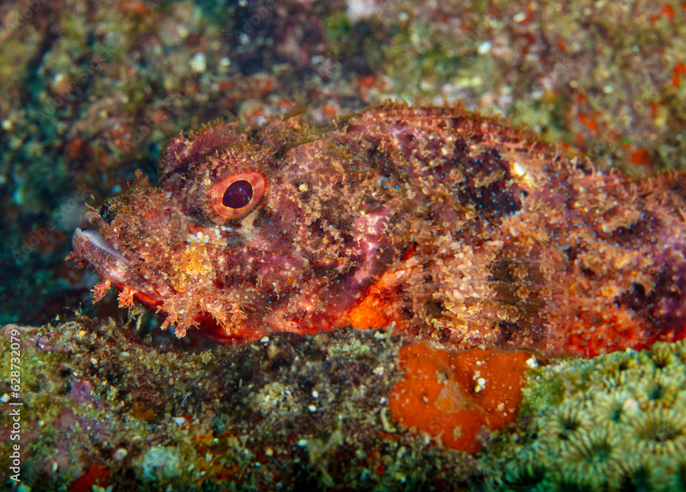 Scorpionfish