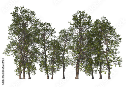 Fototapeta Naklejka Na Ścianę i Meble -  Populus Cathayana, Group tree, light for daylight, easy to use, 3d render, isolated, tree isolated on white background