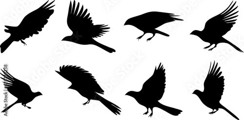 bird silhouettes for icon logo