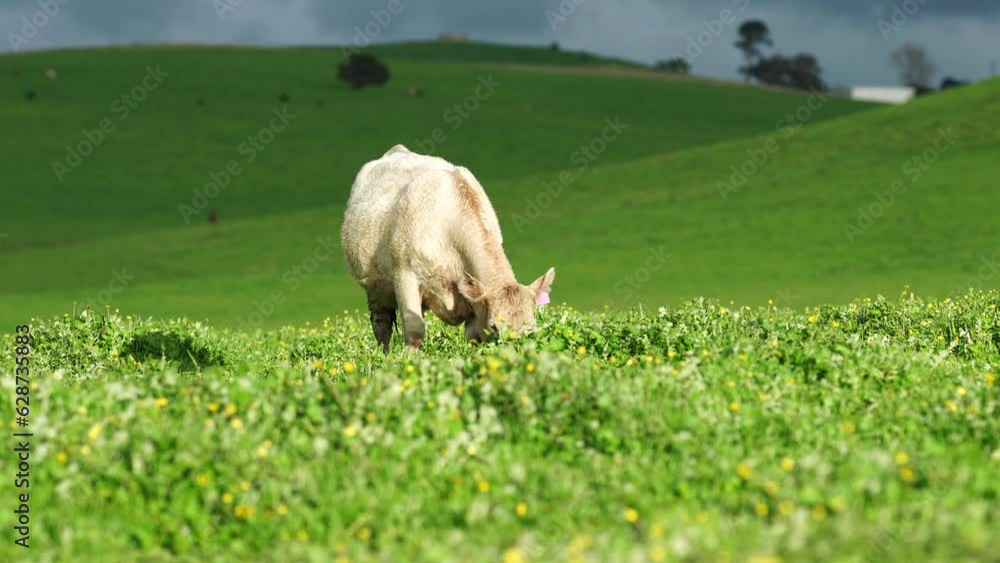Hereford cows in a field, cow eating grass. angus livestock grazing on pasture at dusk Hereford cows in a field, cow eating grass. angus livestock grazing on pasture at dusk