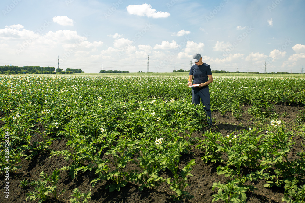 Naklejka premium man working on potatoes field. farmer with a clipboard examining the blooming potato field.