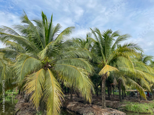 coconut farm coconut plantation 