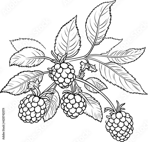 Blackberry coloring pages vector animals