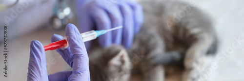 Veterinarian gives injection to kitten in veterinary clinic.