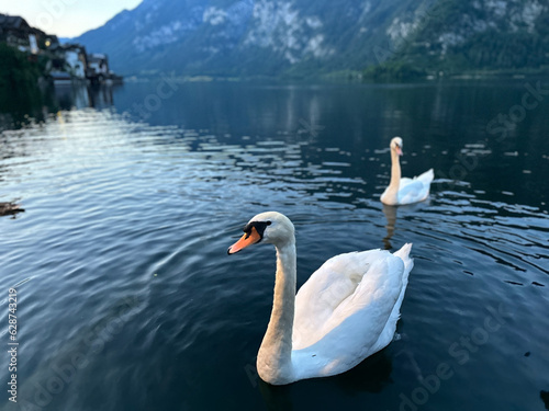 swans on the lake