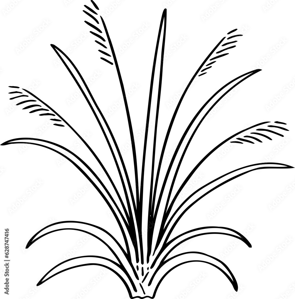 hand drawn plant illustration. hand drawn plant illustration.
