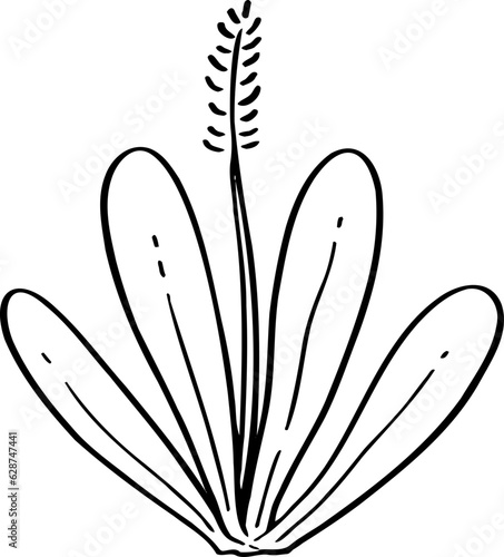 hand drawn plant illustration. © Chatt Pan