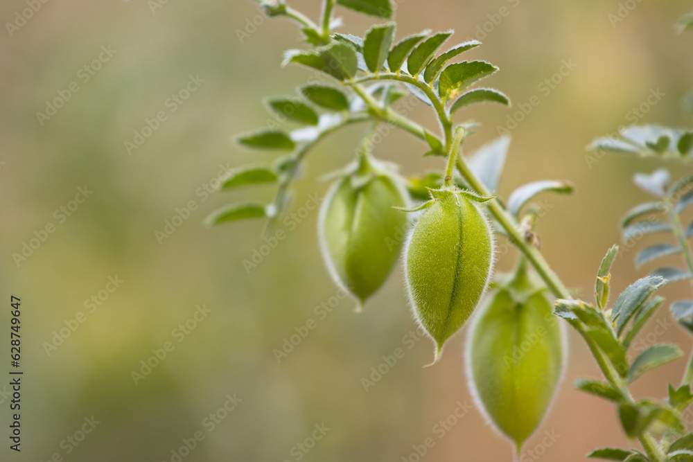 Obraz premium Growing chickpeas. Close-up. Chickpea beans in a green shell grow on a bush in a farm. 