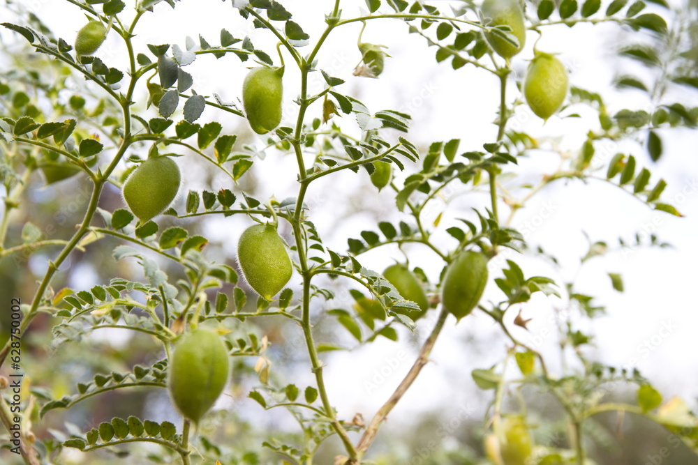 Growing chickpeas. Chickpea bushes grow on a farm in open ground. Growing chickpeas. Chickpea bushes grow on a farm in open ground.
