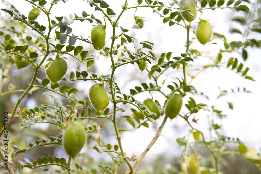 Growing chickpeas. Chickpea bushes grow on a farm in open ground.