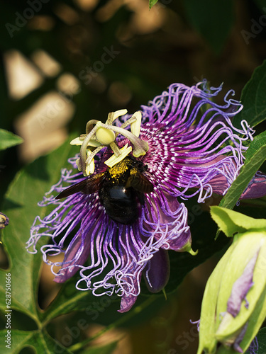 Carpenter Bee works hard to pollinate a Purple Passionflower. photo