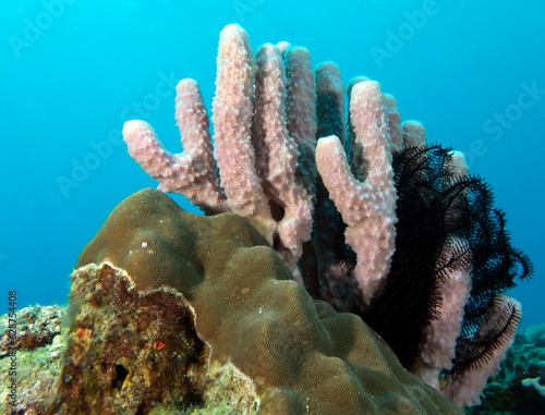 Kallypilidion sp also known as Tube sponges Boracay Island Philippines