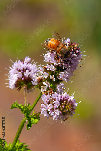 Sydney Australia, bee on purple mentha x piperita vulgaris or peppermint flower head