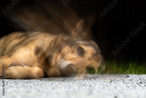 Photography Soul leaves the dog body after death. Coping with losing a pet.