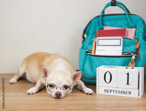 sleepy brown chihuahua dog wearing eye glasses, lying down with school backpack and wooden calendar September 01 on  wooden floor and white wall. © Phuttharak