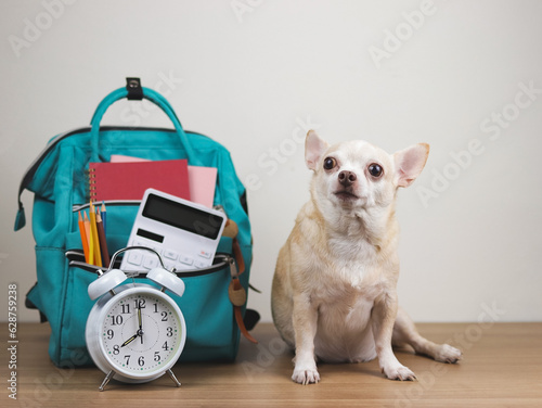  brown short hair chihuahua dog sitting on wooden table and white background with  green school backpack and alarm clock. Back to school concept. © Phuttharak