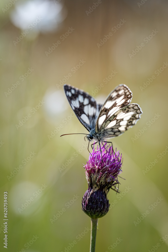 Obraz premium Schachbrettfalter