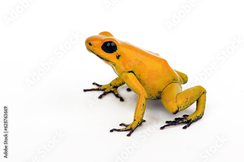 Golden poison frog // Schrecklicher Pfeilgiftfrosch (Phyllobates terribilis)