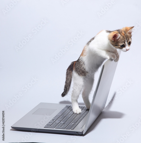 Little cute kitten with laptop on gray background