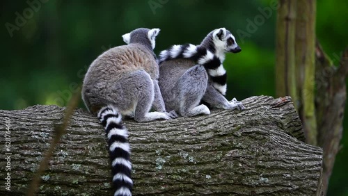 Video of Ring tailed lemur