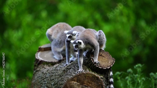 Video of Ring tailed lemur