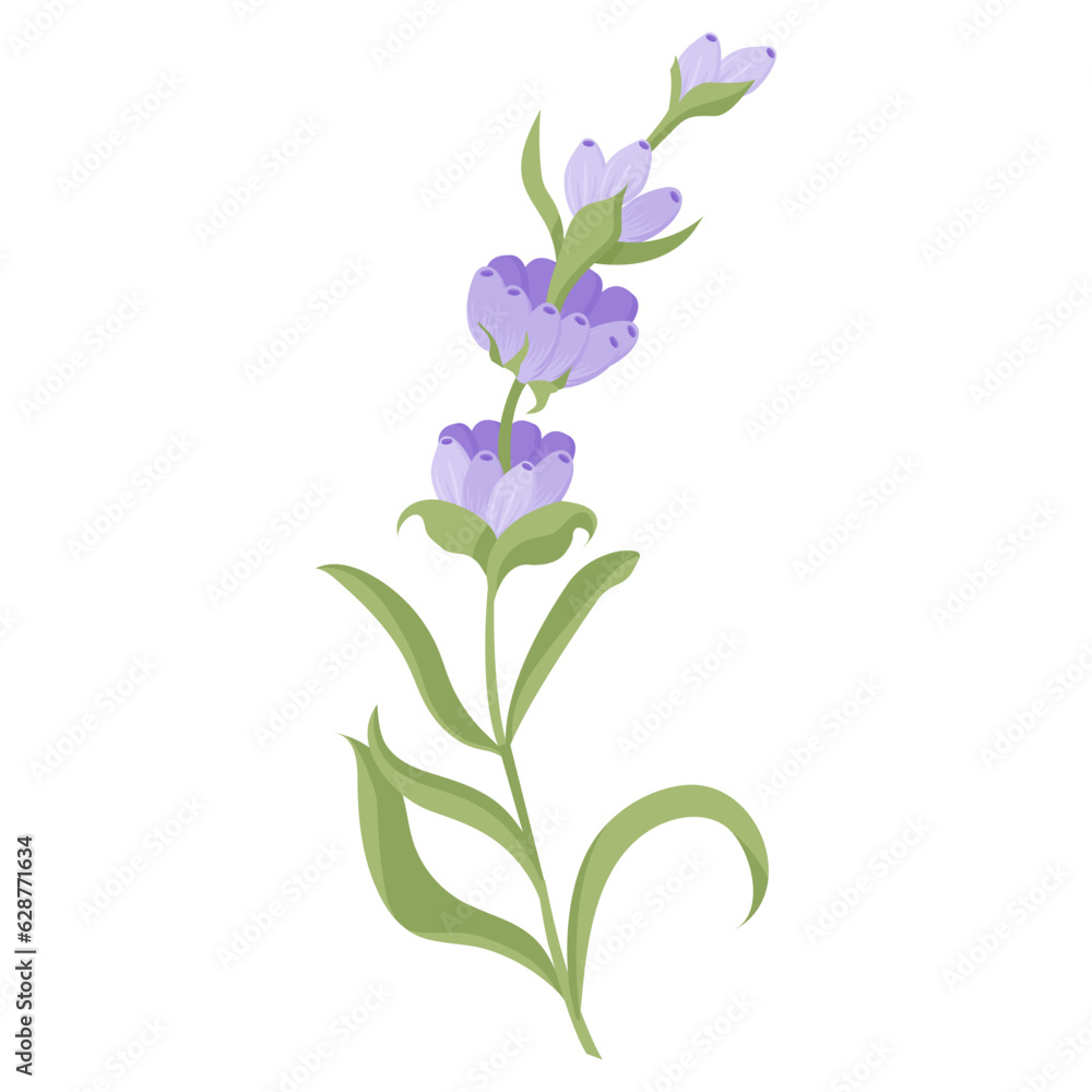 Lavender flower for your design. Vector illustration isolated on white background.