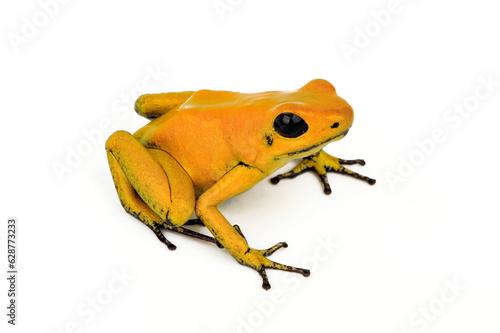 Schrecklicher Pfeilgiftfrosch // Golden poison frog (Phyllobates terribilis)
