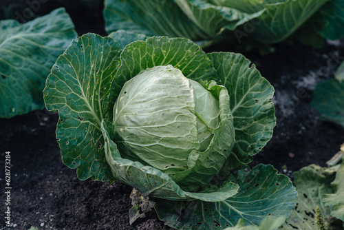 organic vegetables, cabbage growing, harvesting