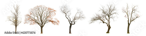 Set of bare trees isolated on white