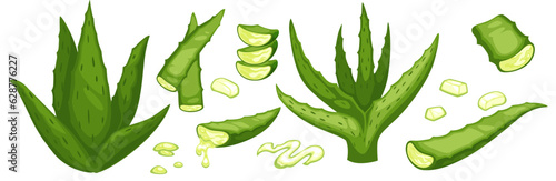Aloe vera leaves, gel from plant for health vector