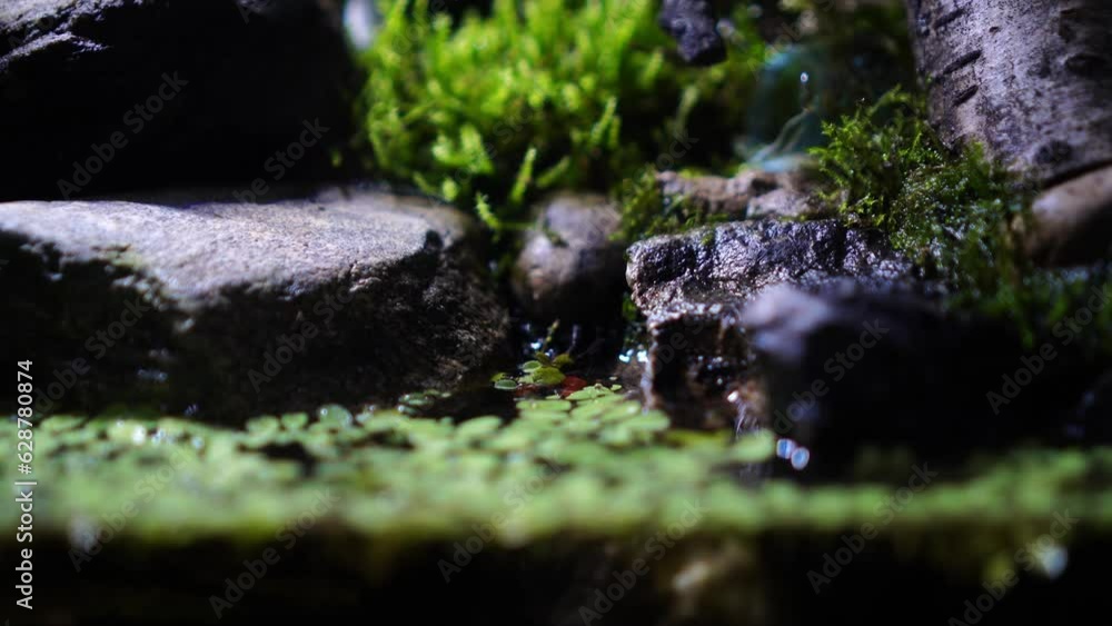 Red Devil, Vampire Crab, Geosesarma hagen, Paludarium Red Devil, Vampire Crab, Geosesarma hagen, Paludarium