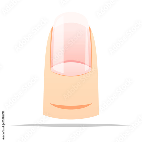 Fingernail natural vector isolated illustration