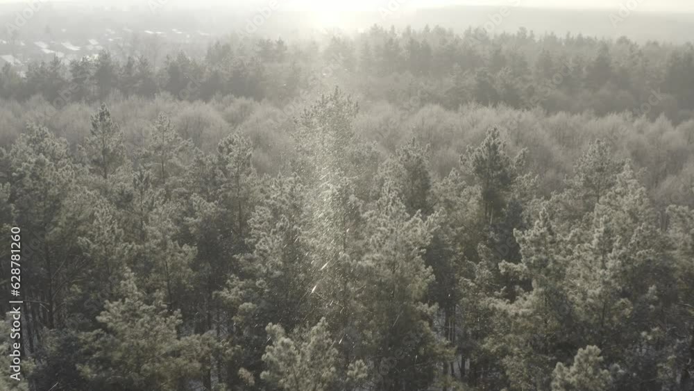 D Log dlog, Beautiful Snowy White Forest In Winter Frosty Day. Top View Above Amazing Pine Forest Landscape. Scenic View Of Park Woods. Nature Elevated View Of Winter Frost Woods. Snowy Coniferous D Log dlog, Beautiful Snowy White Forest In Winter Frosty Day. Top View Above Amazing Pine Forest Landscape. Scenic View Of Park Woods. Nature Elevated View Of Winter Frost Woods. Snowy Coniferous