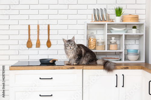 Maine Coon cat on counter i...