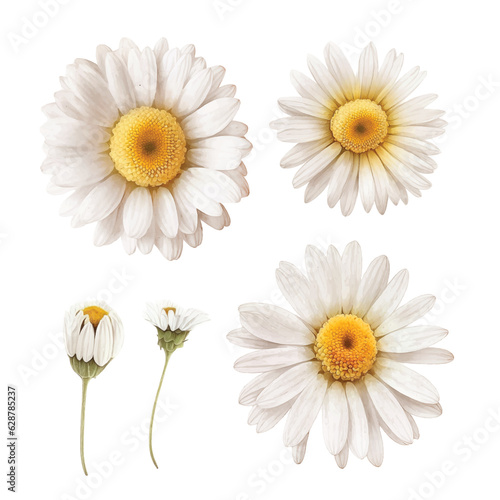 White daisy flower watercolor paint collection 