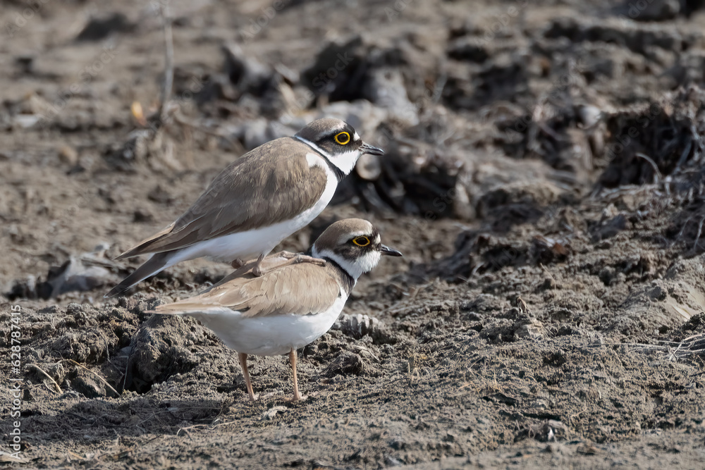 Little Ringed Plover Little Ringed Plover