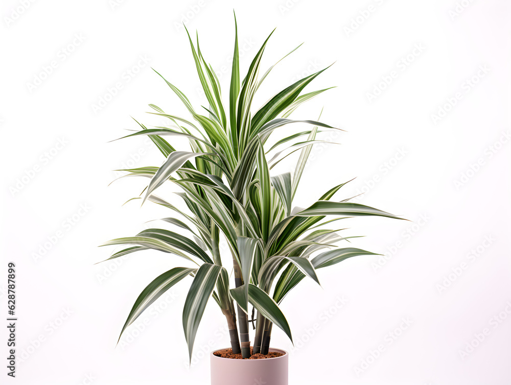 Silver guan yin is a perennial plant species similar to dendrobium. Green leaves have white or silver edges.
Generative AI. Illustration. Silver guan yin is a perennial plant species similar to dendrobium. Green leaves have white or silver edges.
Generative AI. Illustration.