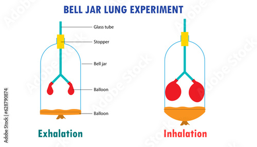 bell jar lung experiment diagram