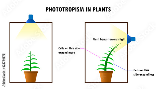 Phototropism diagram showing the reaction of a plant to light